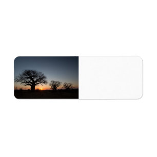 Sacred Baobabs
