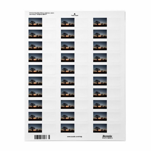 Sacred Baobabs (Vorne)