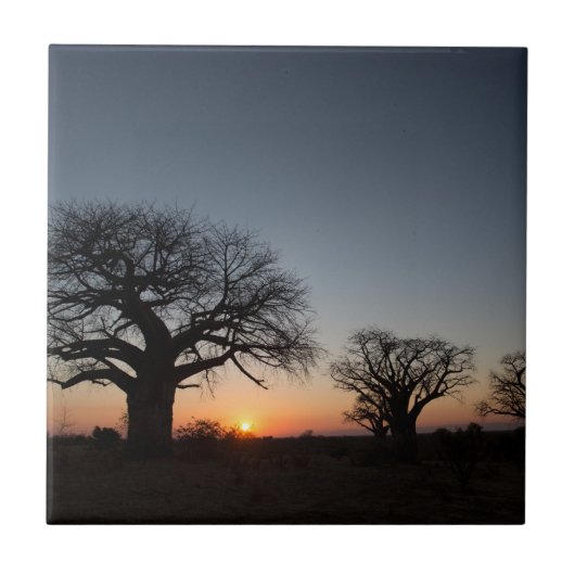 Sacred Baobabs Fliese (Vorderseite)