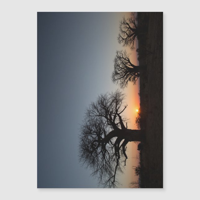 Sacred Baobabs Magnetkarte (Vorderseite)