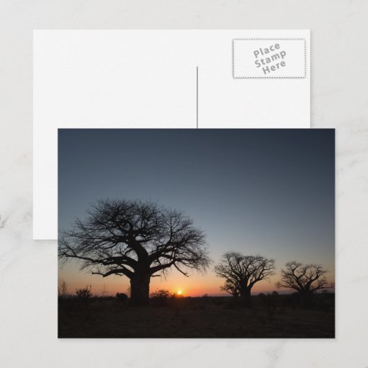 Sacred Baobabs Postkarte (Vorne/Hinten)