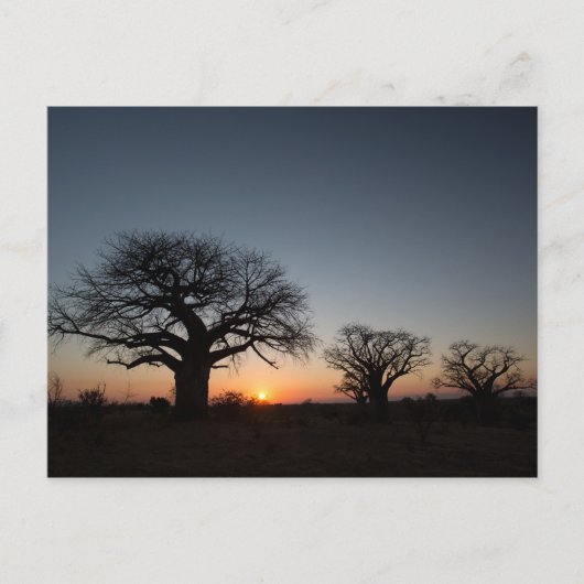 Sacred Baobabs Postkarte (Vorderseite)