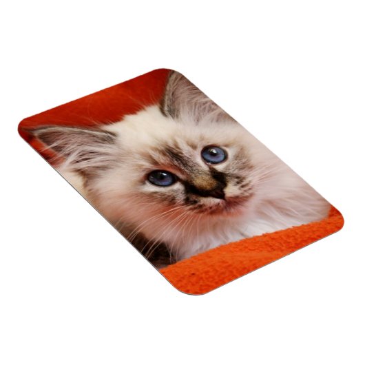 Sacred Birman Kitten Magnet (Rechte Seite)