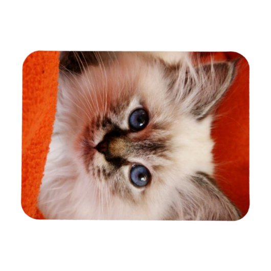 Sacred Birman Kitten Magnet (Horizontal)