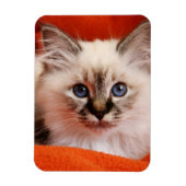 Sacred Birman Kitten Magnet (Vertikal)