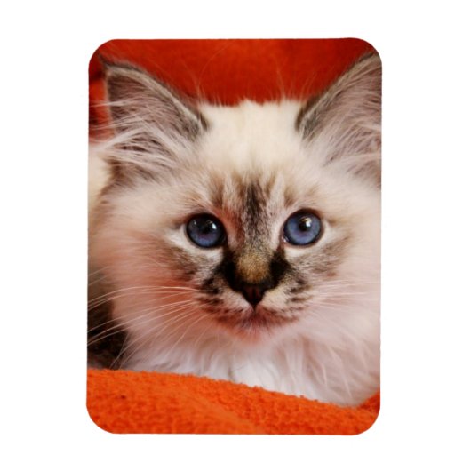 Sacred Birman Kitten Magnet (Vertikal)