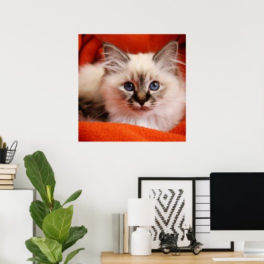 Sacred Birman Kitten Poster (Heimbüro)