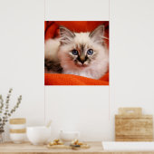 Sacred Birman Kitten Poster (Küche)