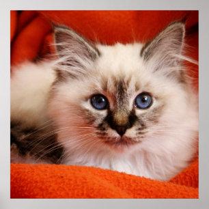 Sacred Birman Kitten Poster