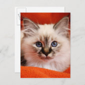 Sacred Birman Kitten Postkarte (Vorne/Hinten)