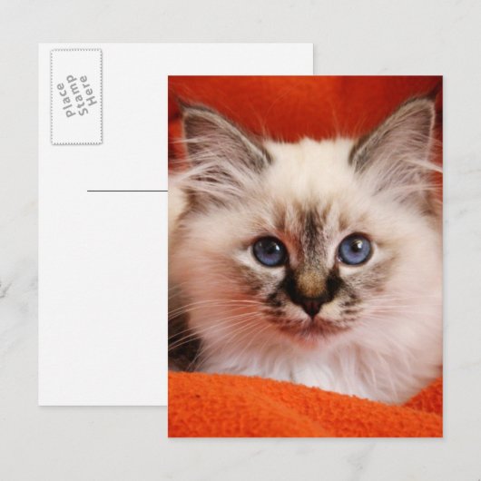 Sacred Birman Kitten Postkarte (Vorne/Hinten)