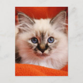 Sacred Birman Kitten Postkarte (Vorderseite)