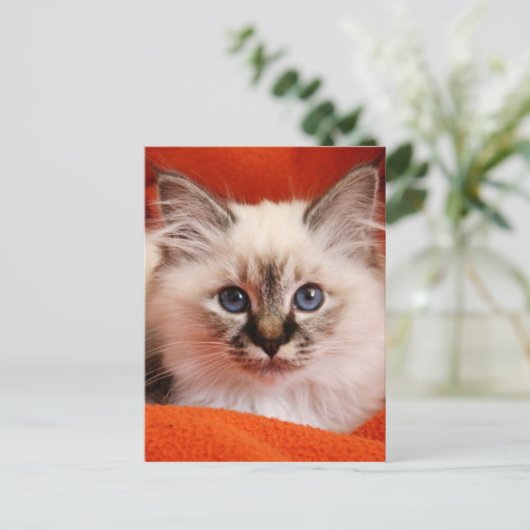 Sacred Birman Kitten Postkarte (Stehend Vorderseite)