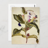 Sacred datura and blue butterfly Postkarte (Vorne/Hinten)