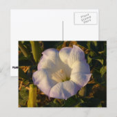 Sacred Datura Blume Wüste Wildblume Postkarte (Vorne/Hinten)