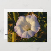 Sacred Datura Blume Wüste Wildblume Postkarte (Vorne/Hinten)