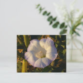 Sacred Datura Blume Wüste Wildblume Postkarte (Stehend Vorderseite)