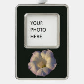 Sacred Datura Blume Wüste Wildblume Rahmen-Ornament Silber (Vorderseite)