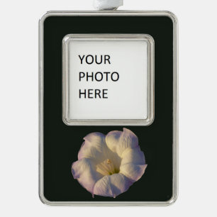 Sacred Datura Blume Wüste Wildblume Rahmen-Ornament Silber