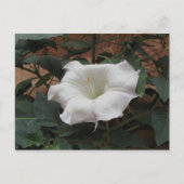 Sacred Datura Postkarte (Vorderseite)