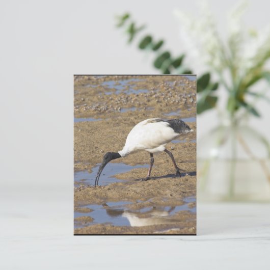 Sacred Ibis Postkarte (Stehend Vorderseite)