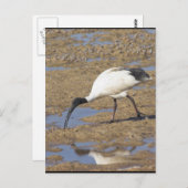 Sacred Ibis Postkarte (Vorne/Hinten)