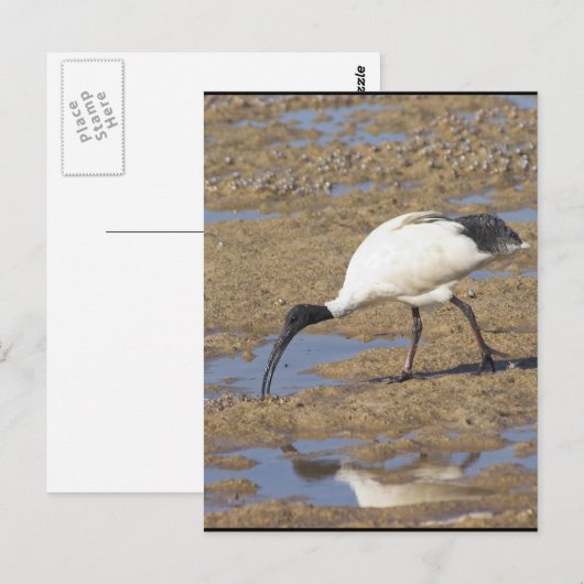 Sacred Ibis Postkarte (Vorne/Hinten)