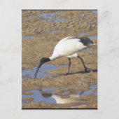 Sacred Ibis Postkarte (Vorderseite)