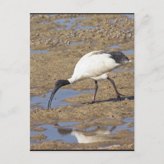 Sacred Ibis Postkarte (Vorderseite)