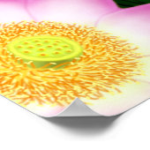 Sacred Lotus Blume Poster (Ecke)