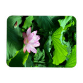 Sacred Lotus: Japan Magnet (Horizontal)
