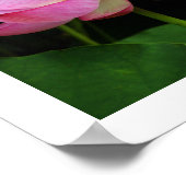 Sacred Lotus: Japan Poster (Ecke)