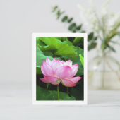 Sacred Lotus: Japan Postkarte (Stehend Vorderseite)