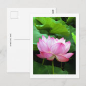 Sacred Lotus: Japan Postkarte (Vorne/Hinten)