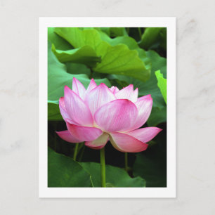 Sacred Lotus: Japan Postkarte