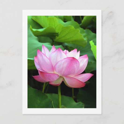 Sacred Lotus: Japan Postkarte (Vorderseite)