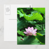 Sacred Lotus: Japan Postkarte (Vorne/Hinten)