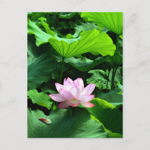 Sacred Lotus: Japan Postkarte