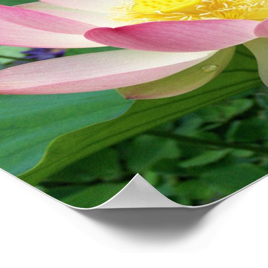 "Sacred Lotus" Poster (Ecke)