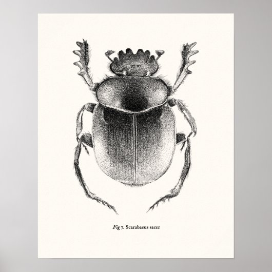 Sacred Scarab - Scarabaeus sacer Poster (Vorne)