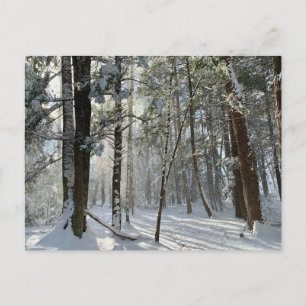 Sacro Health Preserve Snow Postkarte