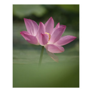 Sacro Pink Lotus Blossom - Serene Zen Kunst, Dicht Fotodruck