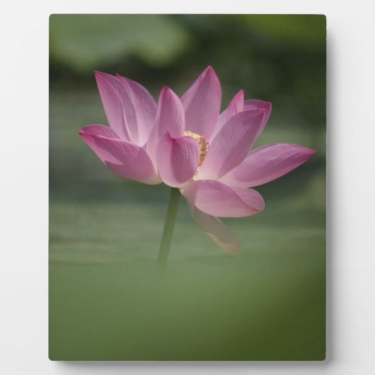 Sacro Pink Lotus Blossom - Serene Zen Kunst, Dicht Fotoplatte (Vorderseite)