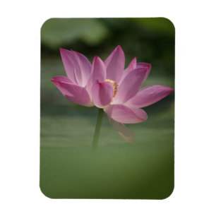 Sacro Pink Lotus Blossom - Serene Zen Kunst, Dicht Magnet