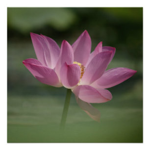 Sacro Pink Lotus Blossom - Serene Zen Kunst, Dicht Poster