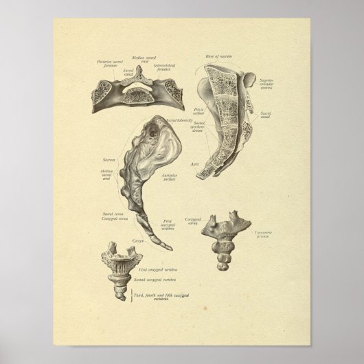 Sacrum Coccyx Anatomie Wirbelknochen drucken Poster (Vorne)