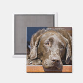 Sad Chocolate Labrador Magnet (Vorderseite/Rückseite)