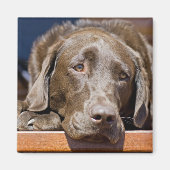 Sad Chocolate Labrador Magnet (Vorne)