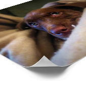 Sad Chocolate Labrador Pittie Welpenhund Poster (Ecke)