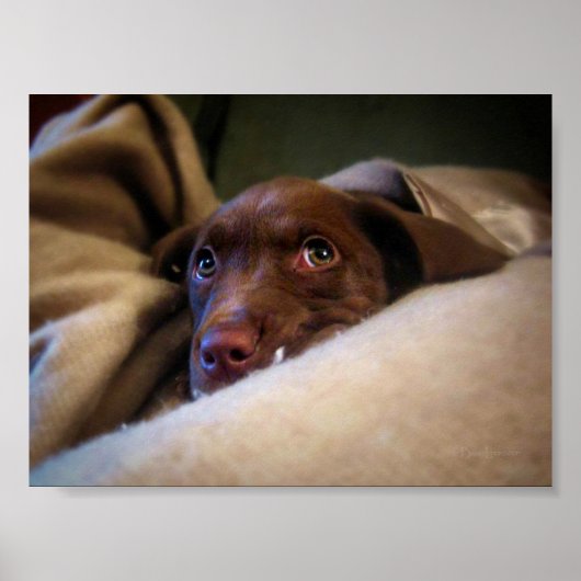 Sad Chocolate Labrador Pittie Welpenhund Poster (Vorne)